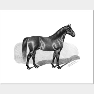 Horse Vintage Black & White Illustration Posters and Art